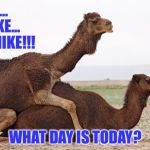 Happy Hump Day y'all! | MIKE... MIKE... MIKE!!! WHAT DAY IS TODAY? | image tagged in camelsex,hump day,wednesday | made w/ Imgflip meme maker