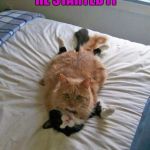 funny cats | WHY BLAME ME? HE STARTED IT SO I LAID ON HIM | image tagged in funny cats | made w/ Imgflip meme maker