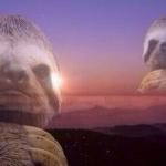 Sloth Knowledge is power without words