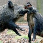 Wild Boars