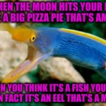 Adaptation of Dean Martin's "That's Amore"  | WHEN THE MOON HITS YOUR EYE LIKE A BIG PIZZA PIE THAT'S AMORE; WHEN YOU THINK IT'S A FISH YOU FEEL BUT IN FACT IT'S AN EEL THAT'S A MORAY | image tagged in blue ribbon eel,memes,funny,song lyrics,that's amore | made w/ Imgflip meme maker