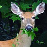 deer eating