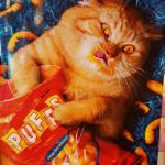 Cat eating Cheetos meme