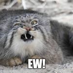 Ew kitty cat | EW! | image tagged in ew kitty cat | made w/ Imgflip meme maker
