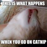 This is my cat Chucky. He's a freaking idiot. | THIS IS WHAT HAPPENS; WHEN YOU OD ON CATNIP | image tagged in dead kitten,memes | made w/ Imgflip meme maker