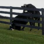 cow stuck in fence meme