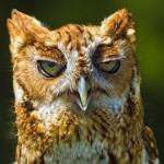 bored owl