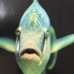 Fish | BRUH. | image tagged in fish | made w/ Imgflip meme maker