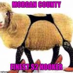 sexy sheep | MORGAN COUNTY; FINEST $2 HOOKER | image tagged in sexy sheep | made w/ Imgflip meme maker