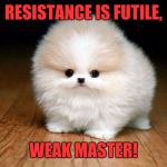 Cuteness overloading | RESISTANCE IS FUTILE, WEAK MASTER! | image tagged in derp doge,memes,funny,funny memes,dank memes | made w/ Imgflip meme maker