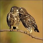 kissing owls meme