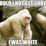 Harambe  | WOULD I NOT GET SHOT IF; I WAS WHITE | image tagged in harambe | made w/ Imgflip meme maker