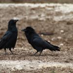Crows/Ravens meme