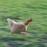 Chicken running