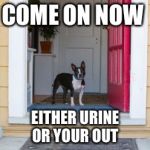 Dog in doorway | COME ON NOW; EITHER URINE OR YOUR OUT | image tagged in dog in doorway | made w/ Imgflip meme maker