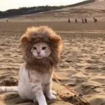 Cat lion resume
