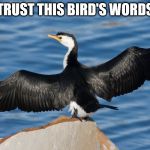 Duckguin | TRUST THIS BIRD'S WORDS | image tagged in duckguin | made w/ Imgflip meme maker