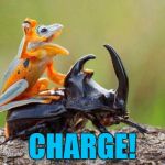 The battle for the forest had begun... :) | CHARGE! | image tagged in frog riding beetle,memes,animals,frog,beetle | made w/ Imgflip meme maker