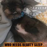 lazy pup | WHO NEEDS BEAUTY SLEEP WHEN YOU'RE THIS ADORABLE? | image tagged in lazy pup,adorable,sleepy,dog,cute doge,beauty sleep | made w/ Imgflip meme maker