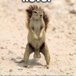 Overly Squirrely Squirrel | NUTS? YOU MEAN DEEZ NUTS? | image tagged in super confident squirrel,memes,overly manly man,deez nutz,deez nuts | made w/ Imgflip meme maker