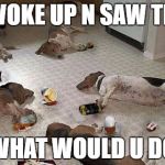 Drunk dogs after party | U WOKE UP N SAW THIS; WHAT WOULD U DO | image tagged in drunk dogs after party | made w/ Imgflip meme maker