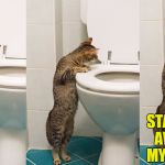dragging a night out with the guys home, huh? | STAY THE HELL AWAY FROM MY LITTER BOX | image tagged in cat looking in toilet,memes | made w/ Imgflip meme maker
