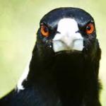 Aussie Magpie