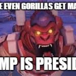 winston | BECAUSE EVEN GORILLAS GET MAD WHEN; TRUMP IS PRESIDENT | image tagged in winston | made w/ Imgflip meme maker