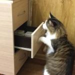 Kitty opens middle file drawer