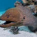 Photogenic moray