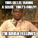 Brian Fellows | THIS CAT IS TAKING A SELFIE.  THAT'S CRAZY! I'M BRIAN FELLOWS | image tagged in brian fellows | made w/ Imgflip meme maker