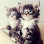 Cute kitten twins
