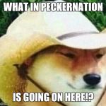 What in tarnation | WHAT IN PECKERNATION; IS GOING ON HERE!? | image tagged in what in tarnation | made w/ Imgflip meme maker
