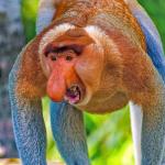 angry proboscis monkey