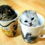 Kittens in cup