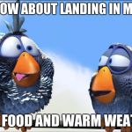 homeless birds | HEY, HOW ABOUT LANDING IN MIAMI? "FREE FOOD AND WARM WEATHER" | image tagged in homeless | made w/ Imgflip meme maker