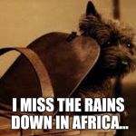Toto Basket Wizard of Oz | I MISS THE RAINS DOWN IN AFRICA... | image tagged in toto basket wizard of oz | made w/ Imgflip meme maker