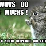 Bunny Love Desperate for Attention | I    WUVS    OO; DIS    MUCHS  ! SHARE   IF   YOU'RE   DESPERATE   FOR   ATTENTION . | image tagged in bunny love,attention,desperate,love,wuv | made w/ Imgflip meme maker