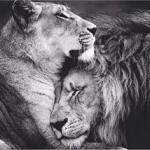 Lion and lioness