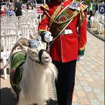 Army goat