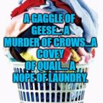 Laundry | A GAGGLE OF GEESE... A MURDER OF CROWS...A COVEY OF QUAIL... A NOPE OF LAUNDRY. | image tagged in laundry,house cleaning,chores,memes,funny,funny memes | made w/ Imgflip meme maker
