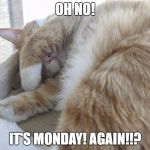 Oh no! It's Monday! Again! | OH NO! IT'S MONDAY! AGAIN!!? | image tagged in cat nose,monday | made w/ Imgflip meme maker