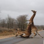 giraffes | DAMN IT, DANIELLE; KEEP IT TOGETHER UNTIL THE TRAINING IS OVER! | image tagged in giraffes | made w/ Imgflip meme maker