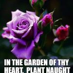 Wise Words from the Baha'i Faith | "O FRIEND! IN THE GARDEN OF THY HEART,  PLANT NAUGHT BUT THE ROSE OF LOVE"; BAHA'U'LLAH | image tagged in purple roses | made w/ Imgflip meme maker