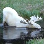 Moose pool  | SPPLLUURRSSHH.. OOOH YEEERRSSSHH!! | image tagged in moose pool | made w/ Imgflip meme maker