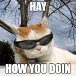 Cool Sunglasses Cat | HAY; HOW YOU DOIN | image tagged in cool sunglasses cat | made w/ Imgflip meme maker