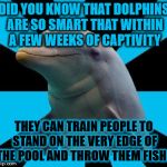Dolphins are so smart | DID YOU KNOW THAT DOLPHINS ARE SO SMART THAT WITHIN A FEW WEEKS OF CAPTIVITY THEY CAN TRAIN PEOPLE TO STAND ON THE VERY EDGE OF THE POOL AND | image tagged in dolphin,memes,captivity,train,fish,smart | made w/ Imgflip meme maker