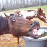 Silly horse face at water trough