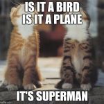 cats looking up | IS IT A BIRD IS IT A PLANE; IT'S SUPERMAN | image tagged in cats looking up | made w/ Imgflip meme maker