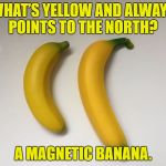 Mini banana | WHAT’S YELLOW AND ALWAYS POINTS TO THE NORTH? A MAGNETIC BANANA. | image tagged in mini banana | made w/ Imgflip meme maker